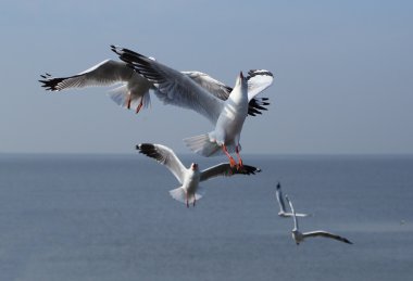 Bang Pu plajda gökyüzü altında uçan martı
