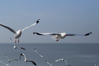 Martı gökyüzünün altında uçuyor.