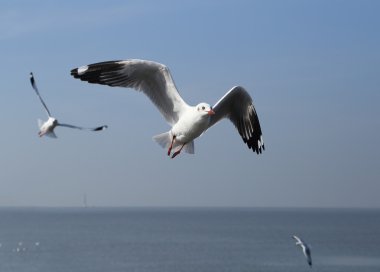 Martı gökyüzünün altında uçuyor.