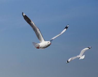 Martı gökyüzünün altında uçuyor. 