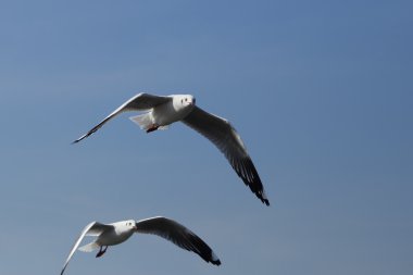 Martı gökyüzünün altında uçuyor. 
