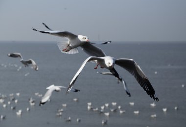 Martı gökyüzünün altında uçuyor.