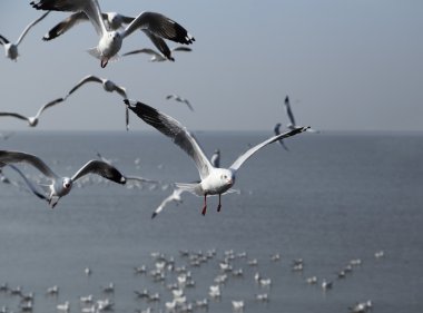 Martı gökyüzünün altında uçuyor.