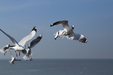 Martı gökyüzünün altında uçuyor.