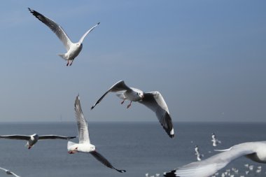 Martı gökyüzünün altında uçuyor.