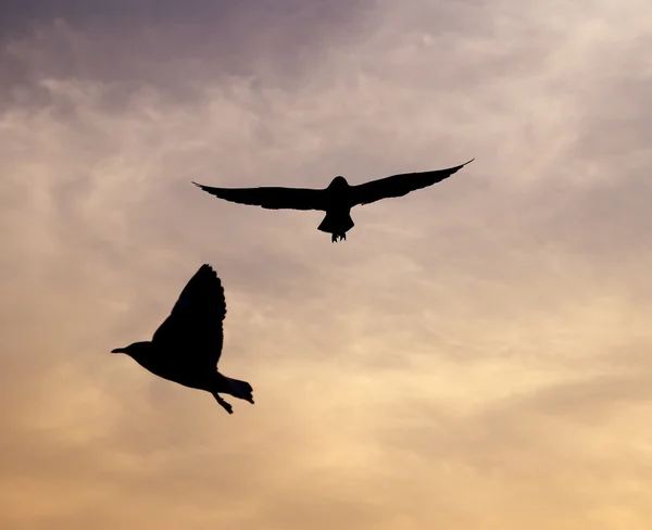 Seagull with sunset at Bang Pu beach — Stock Photo, Image