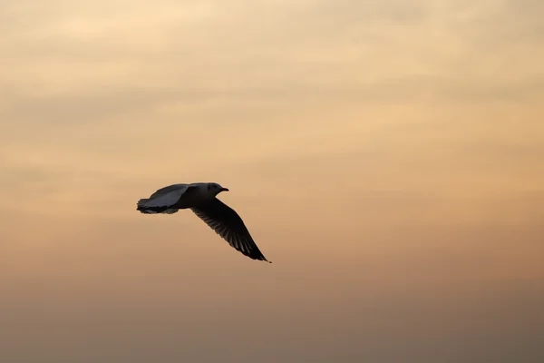 Zeemeeuw met zonsondergang in Bang Pu beach — Stockfoto