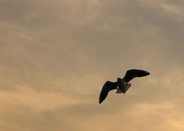 Seagull with sunset at Bang Pu beach — Stock Photo, Image