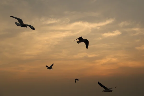 Seagull with sunset at Bang Pu beach — Stock Photo, Image