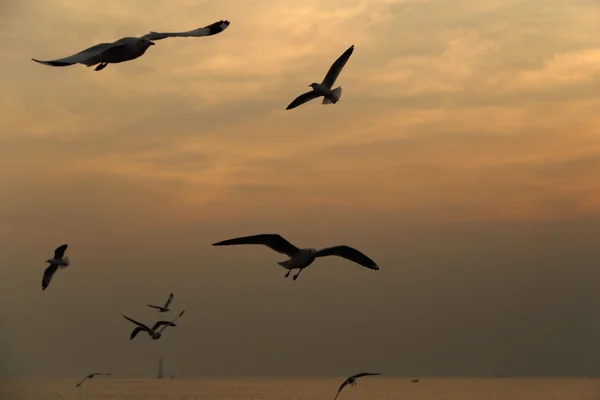 Seagull with sunset at Bang Pu beach — Stock Photo, Image