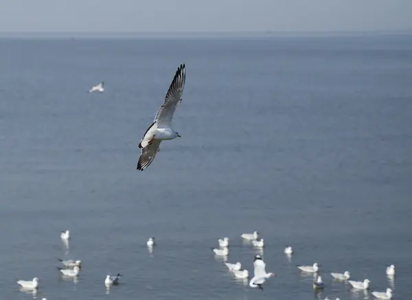 Gaivota voando sob o céu na praia de Bang Pu — Fotografia de Stock