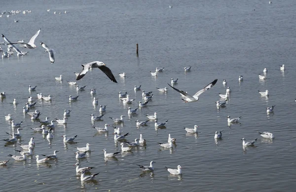 Mewa latania na plaży Bang Pu — Zdjęcie stockowe