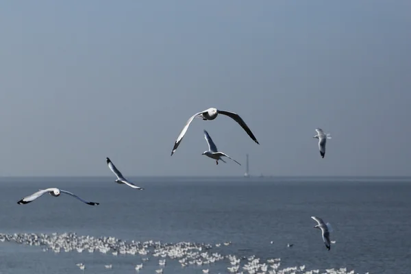 Möwe fliegt unter dem Himmel am Knall-Pu-Strand — Stockfoto