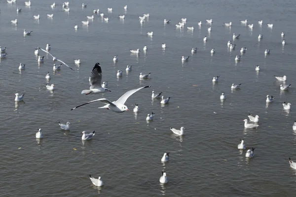 Mewa latania na plaży Bang Pu — Zdjęcie stockowe