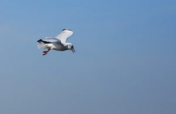 Gabbiano che vola sotto il cielo sulla spiaggia di Bang Pu — Foto Stock
