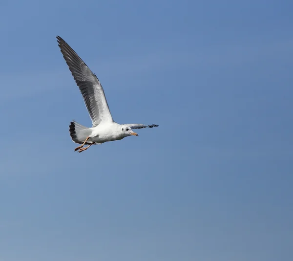 Seagull flying under the sky at Bang Pu beach — Stock Photo, Image