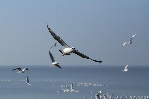 Möwe fliegt unter dem Himmel am Knall-Pu-Strand — Stockfoto