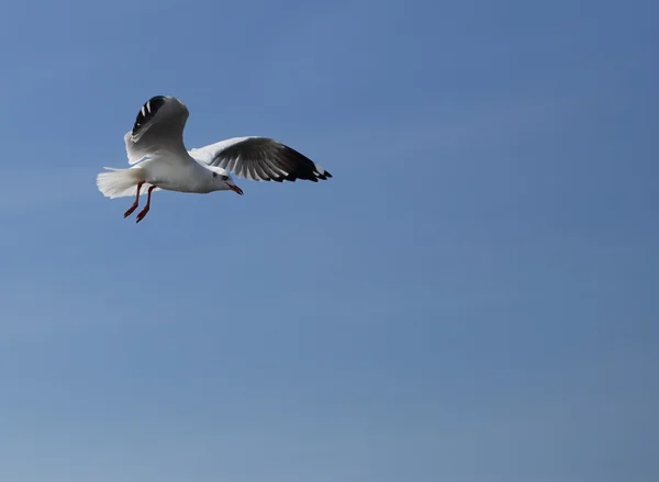 Martı gökyüzünün altında uçuyor. — Stok fotoğraf