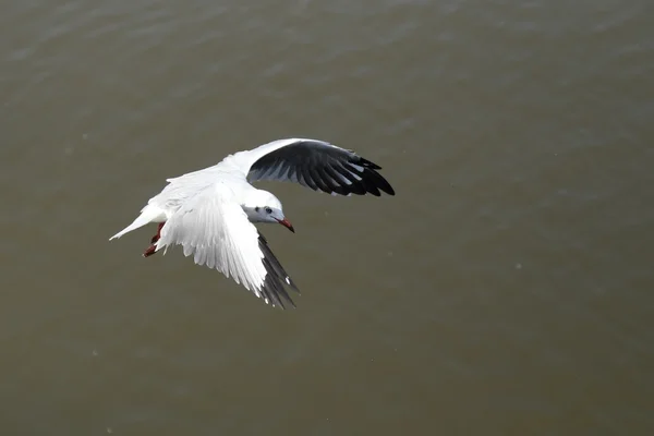 Måsen flyger — Stockfoto