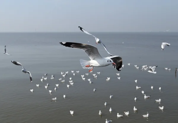 Gaivota voando sob o céu — Fotografia de Stock