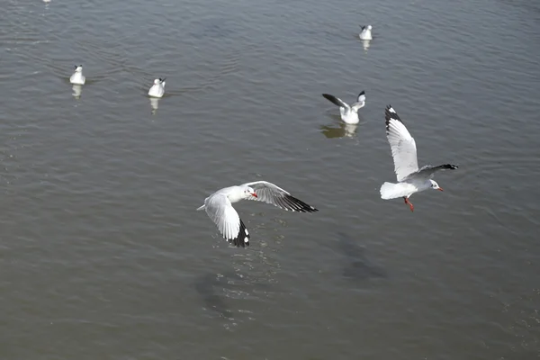 Möwenflug — Stockfoto