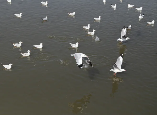 Mouette volant — Photo