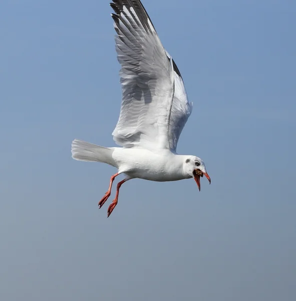 Möwe fliegt unter dem Himmel — Stockfoto