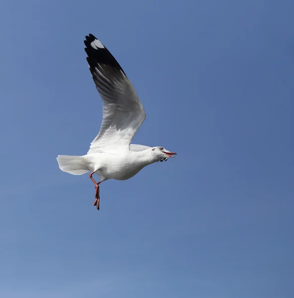 Gaivota voando sob o céu — Fotografia de Stock