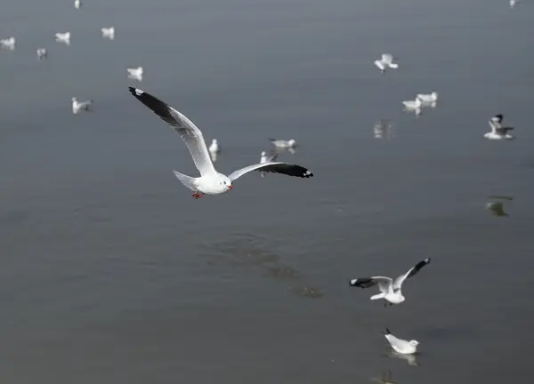 Mouette volant — Photo