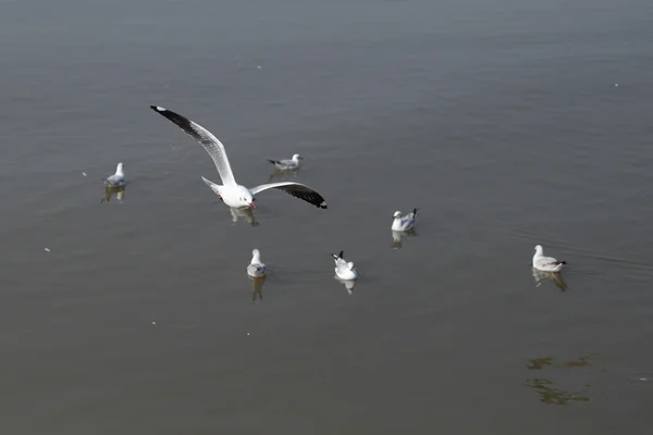 Gaivota voando — Fotografia de Stock