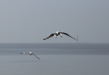 Martı gökyüzünün altında uçuyor.