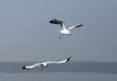 Martı gökyüzünün altında uçuyor.