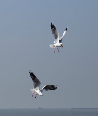 Martı gökyüzünün altında uçuyor.