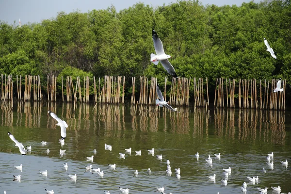 Möwenflug — Stockfoto