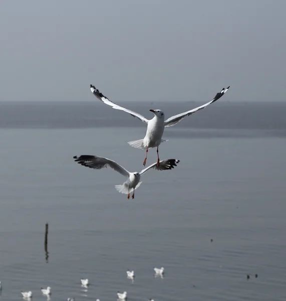 Gaivota voando sob o céu — Fotografia de Stock