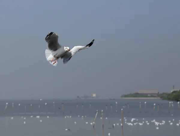 Чайка летит под небом — стоковое фото