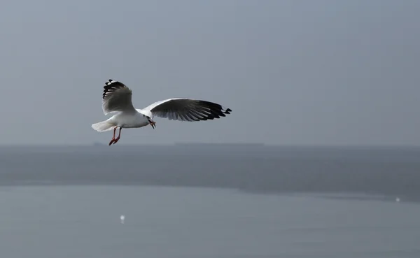 Martı gökyüzünün altında uçuyor. — Stok fotoğraf