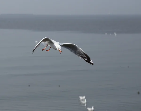 Martı gökyüzünün altında uçuyor. — Stok fotoğraf