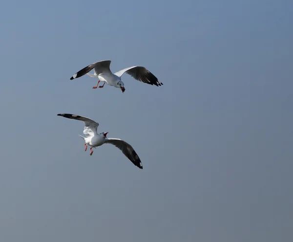 Чайка літає під небом — стокове фото