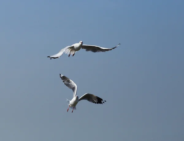 Чайка літає під небом — стокове фото
