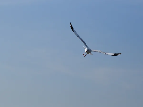 Gaviota volando bajo el cielo — Foto de Stock