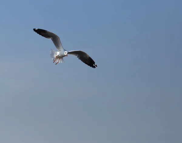 Seagull flying under the sky — Stock Photo, Image
