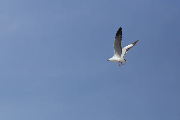 Gaivota voando sob o céu — Fotografia de Stock