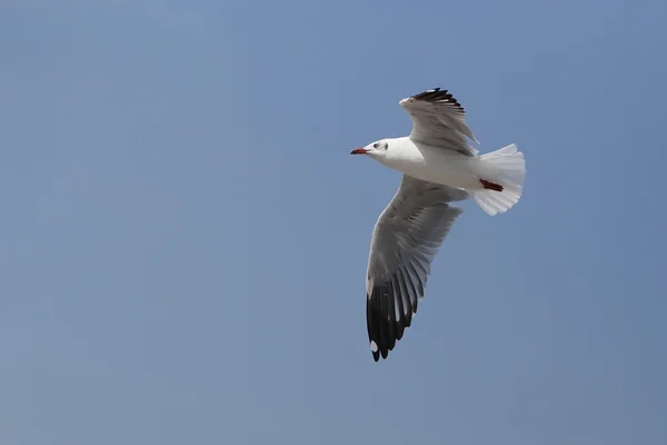 Martı gökyüzünün altında uçuyor. — Stok fotoğraf