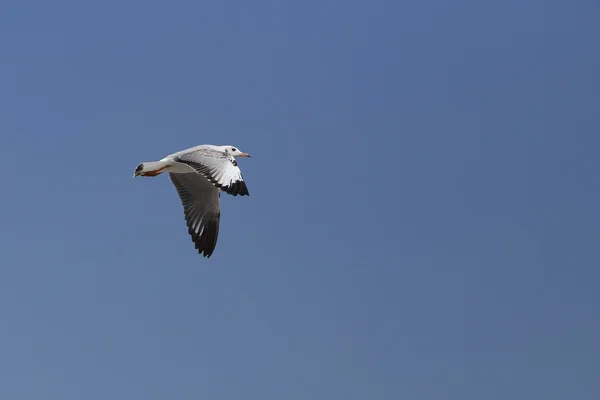 Möwe fliegt unter dem Himmel — Stockfoto