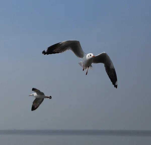 Seagull flying under the sky