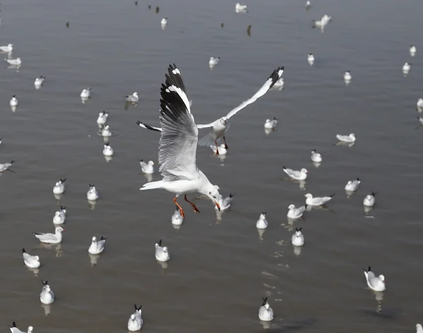 Mouette volant — Photo