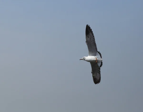 Gaivota voando sob o céu — Fotografia de Stock