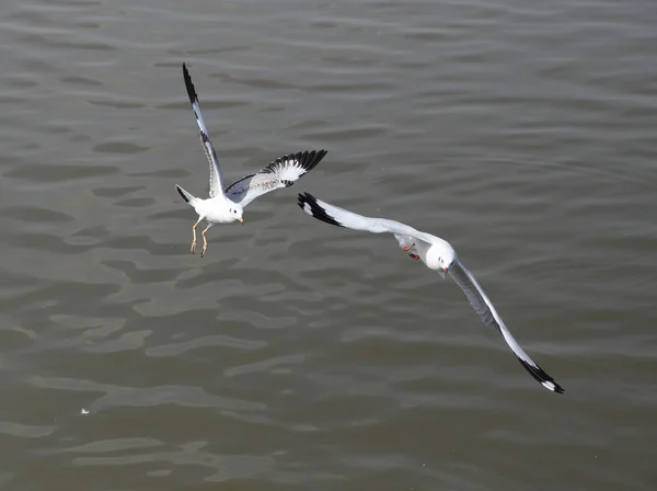 Gaviota volando — Foto de Stock