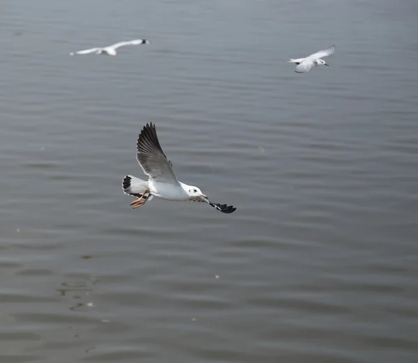 Gaviota volando —  Fotos de Stock